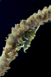Zanzibar shrimp on a whip coral by Andy Lerner 